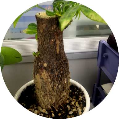 室内喜阴旺财的植物，喜阴不怕冷的植物有哪些？