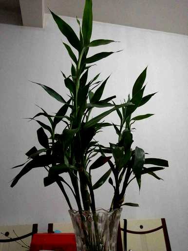 室内喜阴旺财的植物，喜阴不怕冷的植物有哪些？