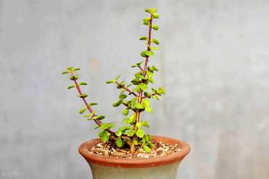 室内喜阴旺财的植物，喜阴不怕冷的植物有哪些？