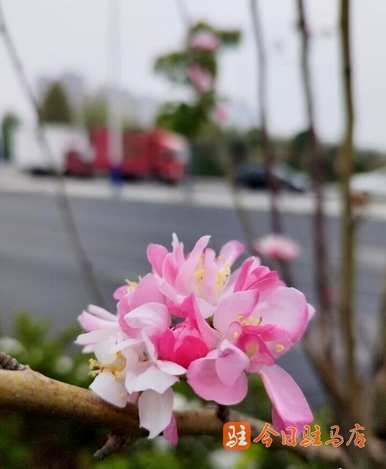 龙翅海棠几月开花，海棠几月开花