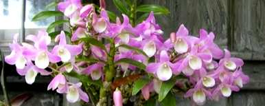石斛花适合室内养吗？石斛花怎么养？
