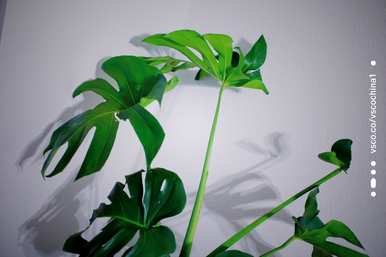 卧室植物净化空气排名，净化空气的植物是什么？