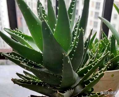 芦荟怎么养才能开花，芦荟怎么养才能长好？