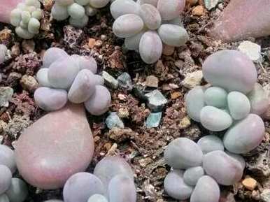 葡萄多肉叶插入多久发芽，多肉叶插入发芽后如何养育？