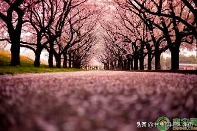 云南樱花引种栽培，如何栽培樱花树苗？