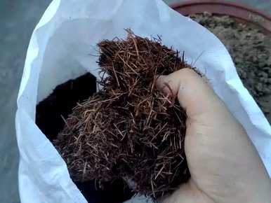 君子兰土是碱性还是酸性？君子兰的特殊土壤配方是什么？
