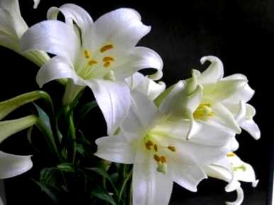 可以吃的百合开什么颜色的花？百合有几种颜色的花