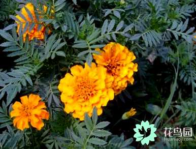 江苏印加孔雀草花语，孔雀草花语及寓意