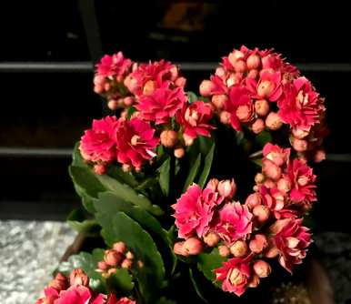 长寿花快开花叶黄的原因是什么？长寿花只长叶不开花是怎么回事？