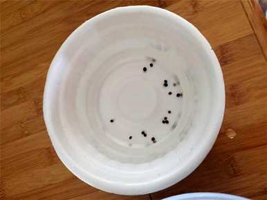 玫瑰种子发芽后的种植方法，玫瑰种子能发芽多久？