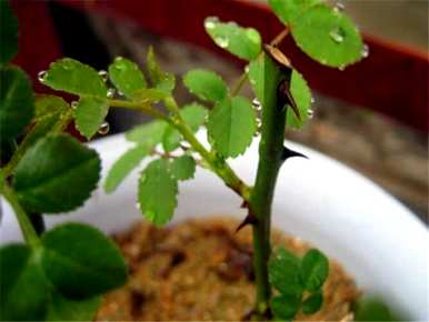 玫瑰种子发芽后的种植方法，玫瑰种子能发芽多久？