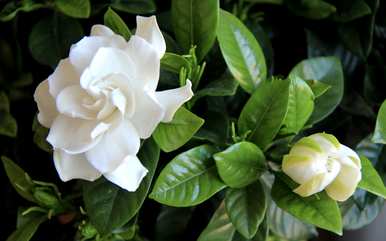 栀子花期如何养护，栀子花期如何养护