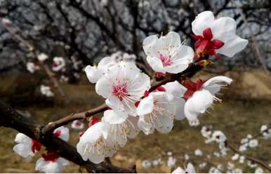 十二个月的代表花是什么，十二月种什么花最好养？