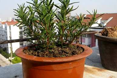 迷迭香花语是什么意思？