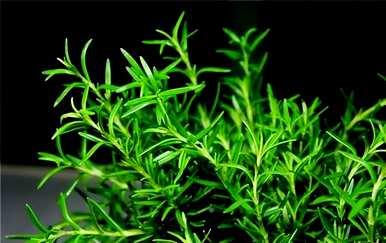 迷迭香花语是什么意思？