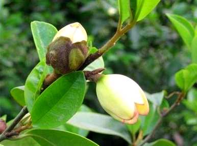 含笑花的养殖技巧和方法，如何养殖含笑花？