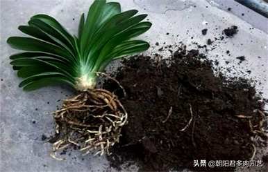 君子兰烂根怎么补救？