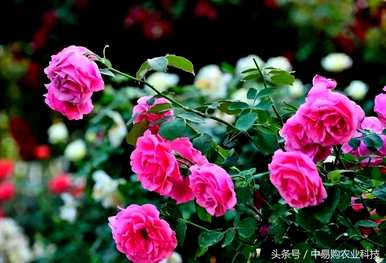 玫瑰是如何种植的，玫瑰是在室内还是室外种植的？