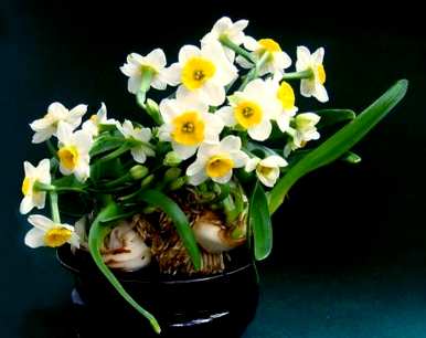 水培水仙花的整个过程，如何培养水仙花