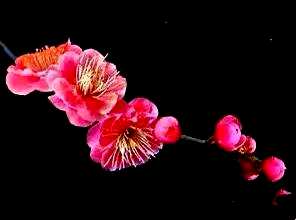 梅花有多少种，梅花的种类和功效