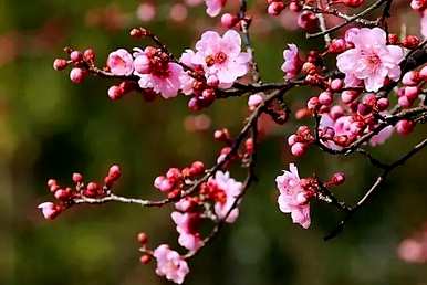 梅花有多少种，梅花的种类和功效