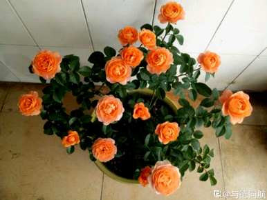夏季如何养月季花，夏季月季花品种齐全