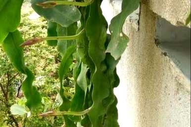 昙花开花时如何修剪，昙花如何修剪，有利于开花