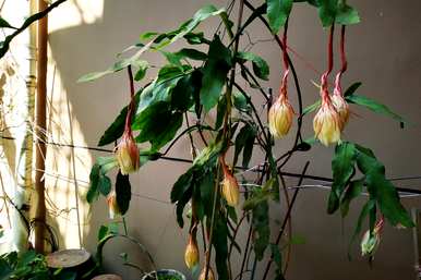 昙花开花时如何修剪，昙花如何修剪，有利于开花