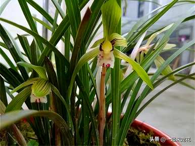 兰花怎么养才好，兰花养多久才能开花？