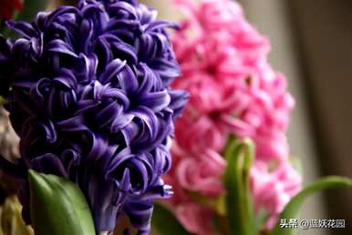 如何种植风信子球，如何保存风信子球