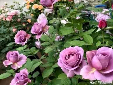 夏季如何养月季花，夏季月季花品种齐全