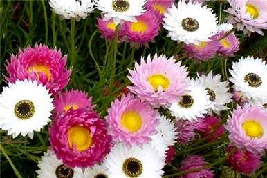 菊花的特点是什么？菊花的特点是什么？