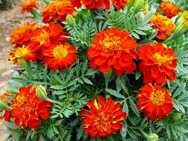 菊花的特点是什么？菊花的特点是什么？