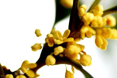 盆栽桂花苗多少钱？如何盆栽桂花苗？