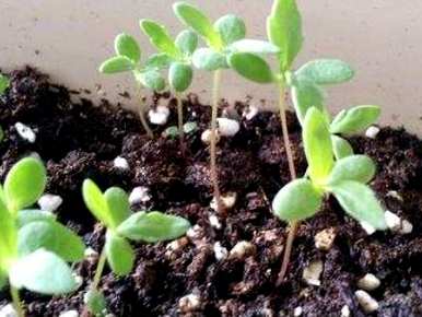 雏菊发芽后再播种，雏菊什么时候播种？