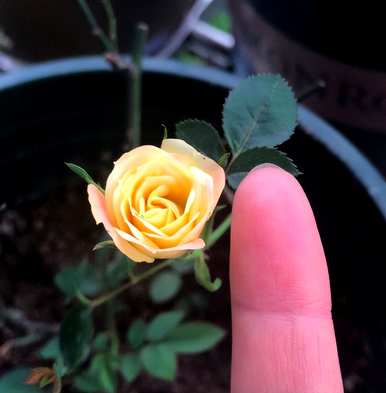 春天开什么花，春天开什么花？