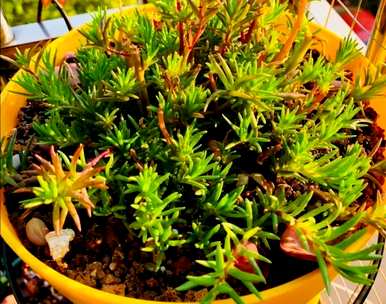 种植向日葵幼苗，如何种植向日葵
