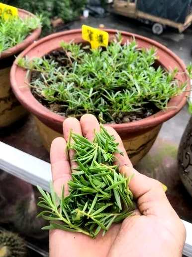 种植向日葵幼苗，如何种植向日葵