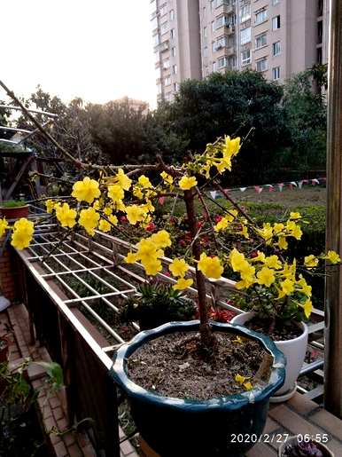 幼苗春花的修剪方法、春花的修剪时间和技巧