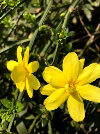 幼苗春花的修剪方法、春花的修剪时间和技巧