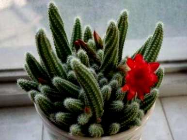 仙人指的是假昙花的养殖方法，仙人指的是如何养殖方法