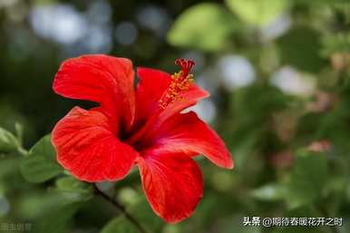 扶桑花的寓意是什么？