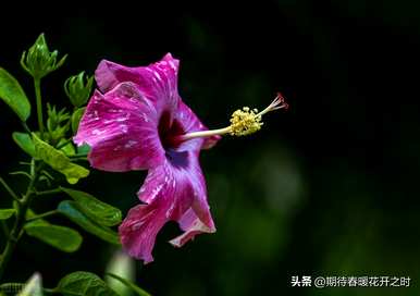 扶桑花的寓意是什么？