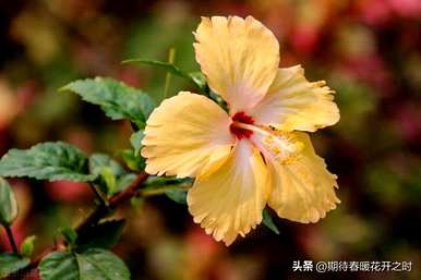 扶桑花的寓意是什么？
