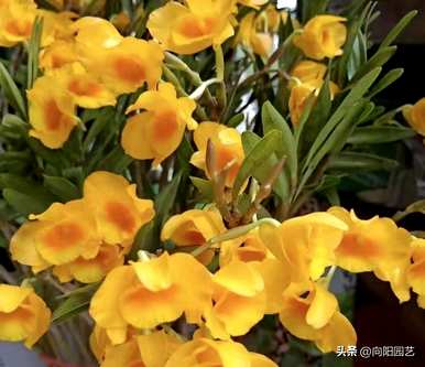 石斛种植方法图，石斛种植技术与管理