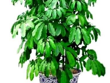 怎样才能养好招财树？