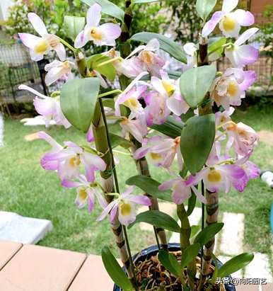 石斛种植方法图，石斛种植技术与管理