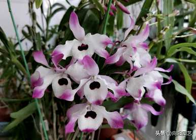 石斛种植方法图，石斛种植技术与管理