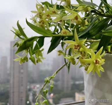 石斛种植方法图，石斛种植技术与管理