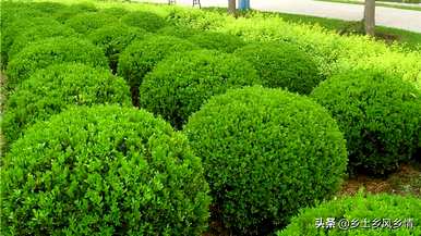 冬青树种植方法是什么？
